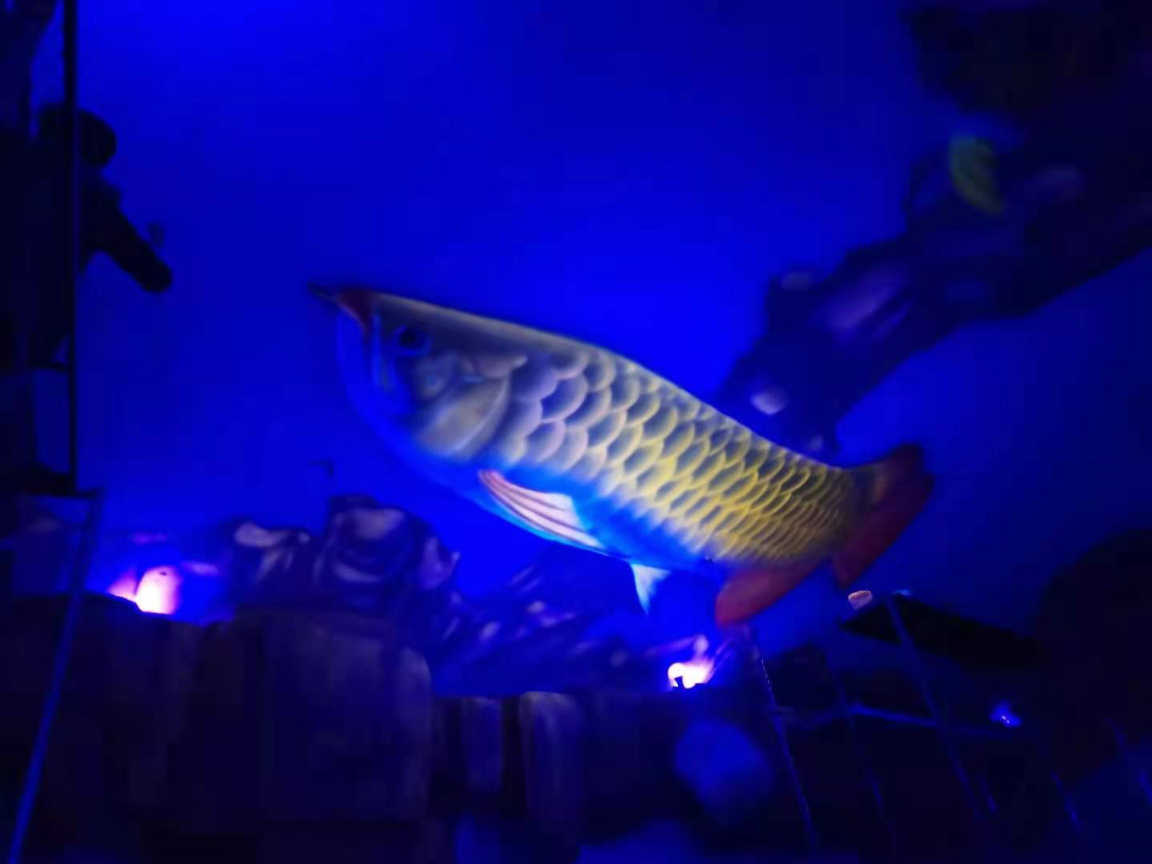 石家庄专业墙体彩绘公司